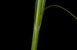 Cherokee sedge